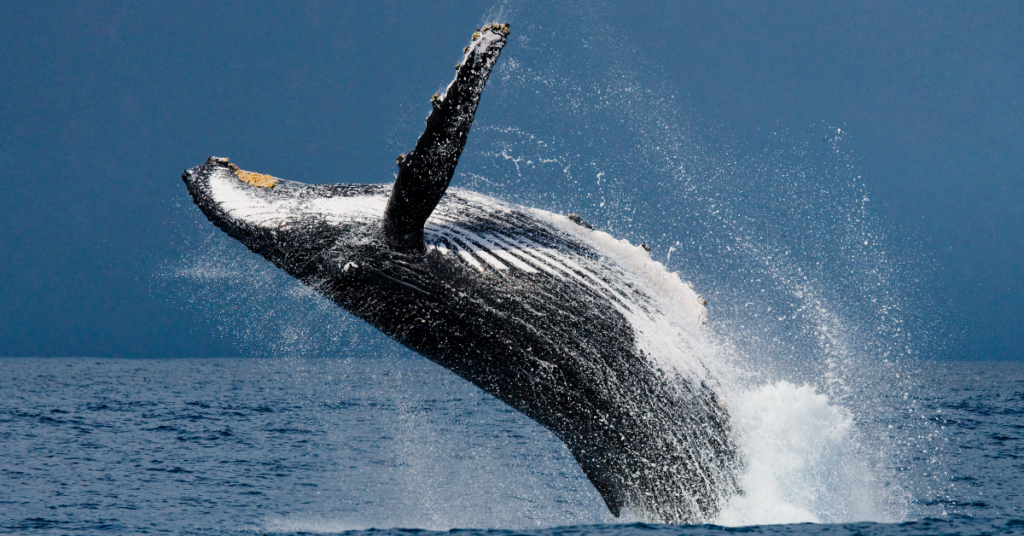 A whale is jumping over the water in Kiama beach in Australia